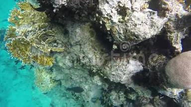 在埃及附近的红海潜水。 <strong>绚丽</strong>多彩的珊瑚礁..